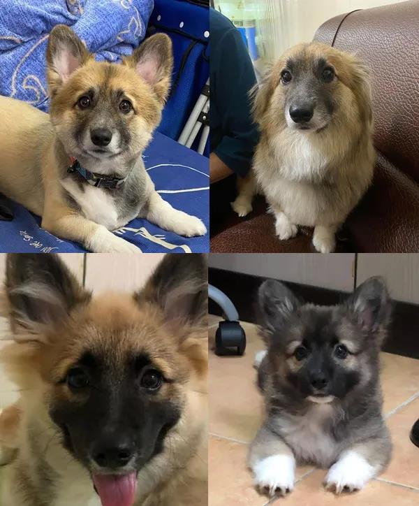 养了只黑色的柯基，一年后却成了“狐狸”，用漂*粉白**洗的？