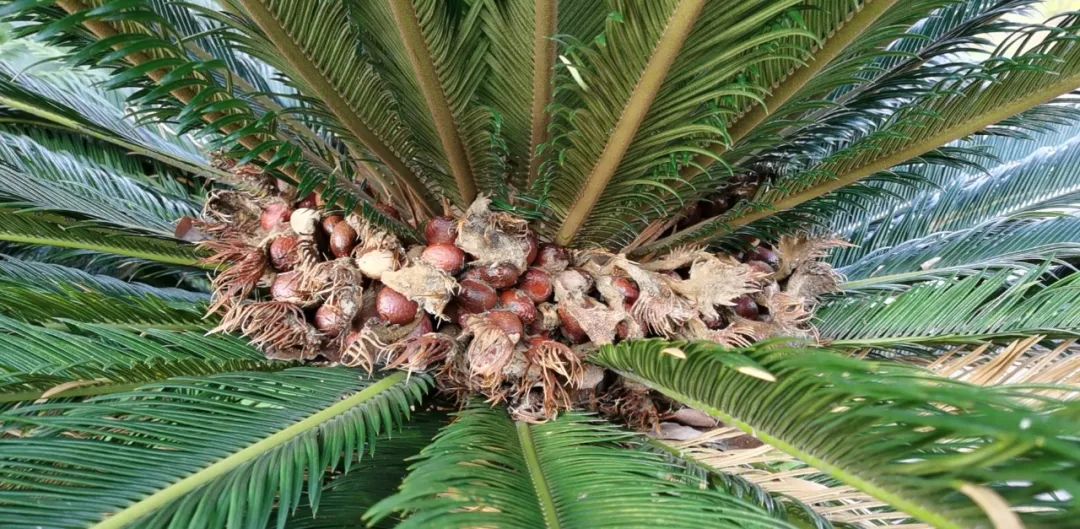 只有汉字有形象,只有汉字是表意文字吗