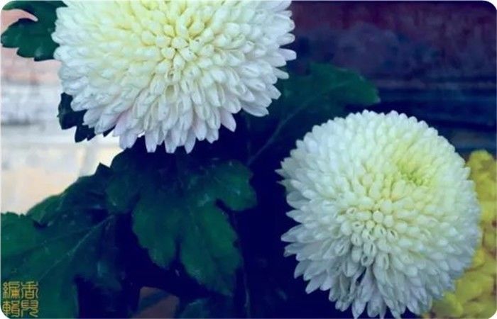 菊花100幅欣赏,菊花的十大绝美诗句