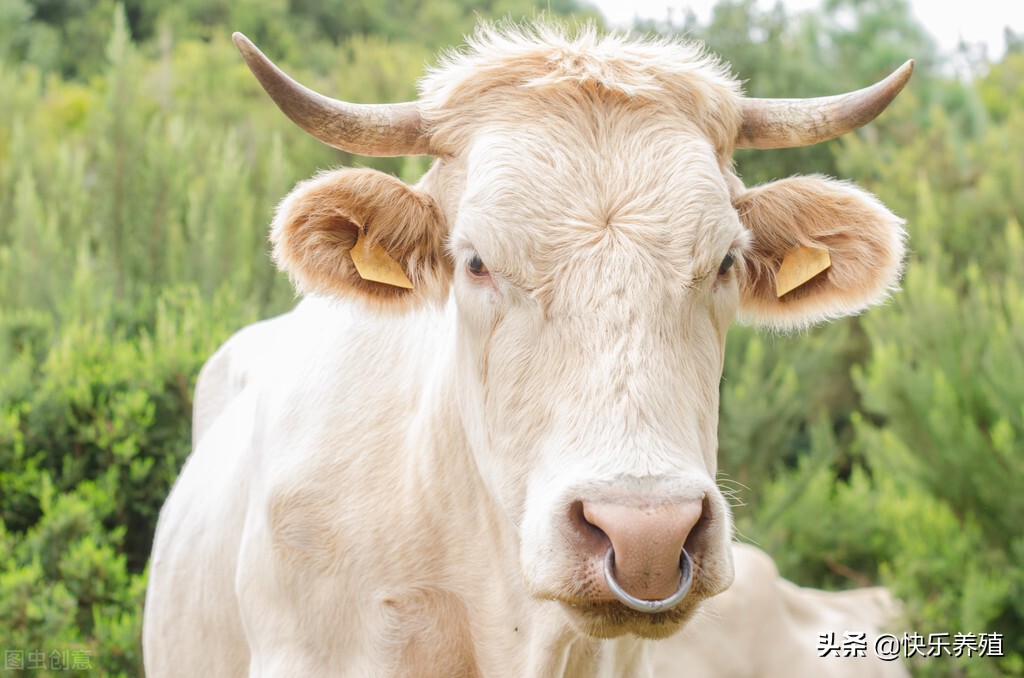 养牛创业的注意事项,养牛创业新手策略