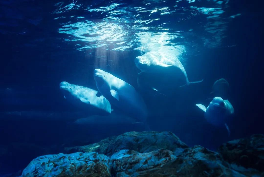 来一场说走就走的旅行珠海长隆,广东长隆及珠海长隆旅游攻略