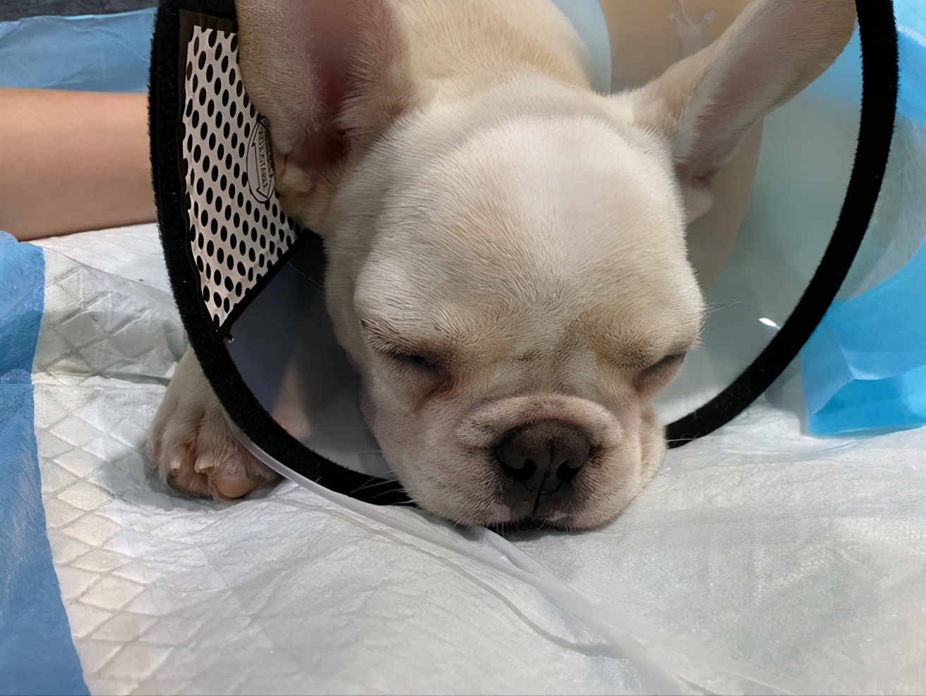 买一只小法斗多少钱,狗市买的小法斗