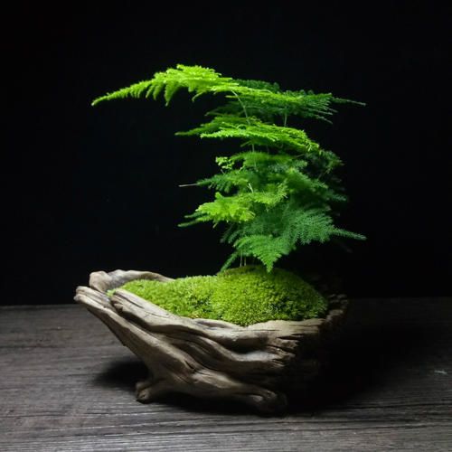 文竹叶片总发黄？做好这几点，轻松解决问题