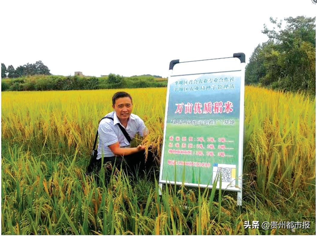 一粒平坝米的故事