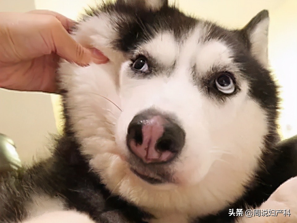 内裤黄是什么妇科病,内内发黄