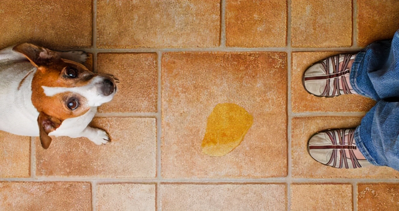 狗狗在家乱尿怎么控制,怎么解决狗狗在家乱拉乱尿的问题