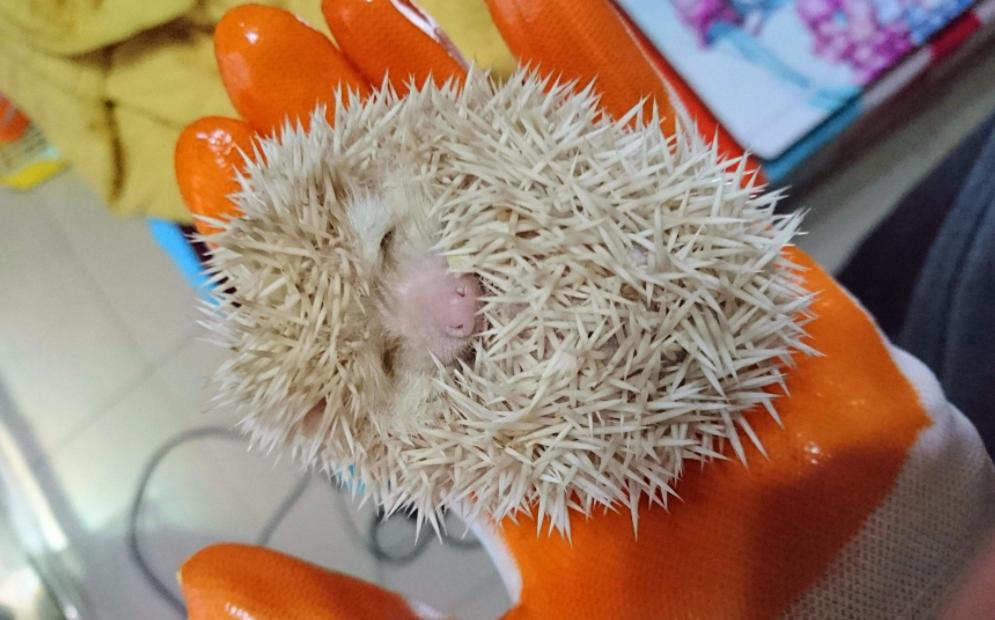 想养一只软萌可爱的非洲迷你刺猬？你需要注意这5点