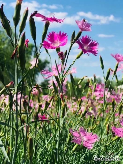 京城新增一“小江南”！免费人少