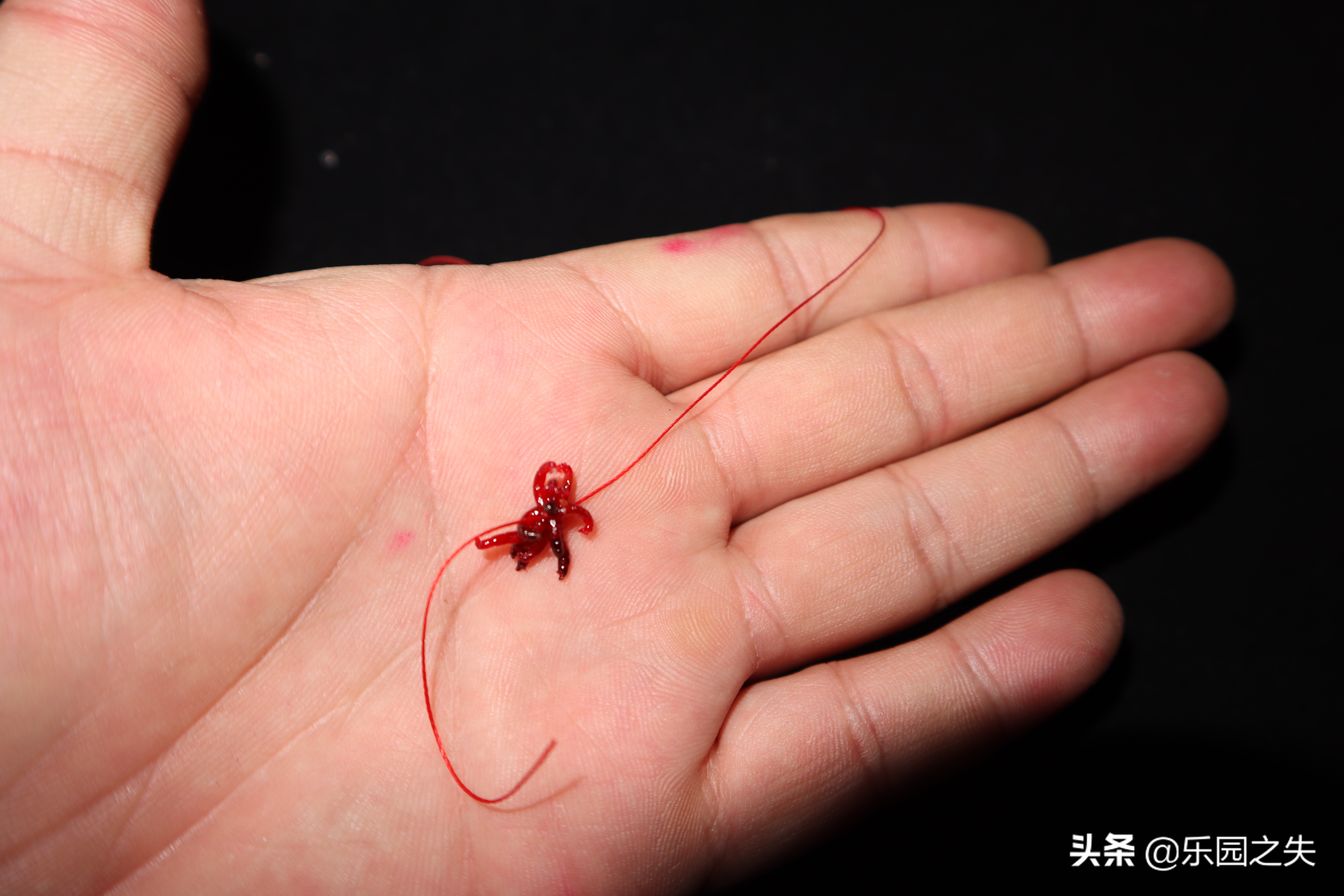 冬季钓鱼必杀饵红虫的选择与保鲜,冬季野钓红虫拉饵还需要打窝