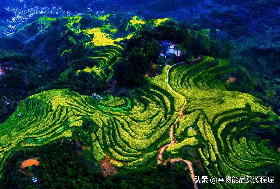 婺源这片仙境般的油菜花田已上线！超级美腻！赶紧约起来