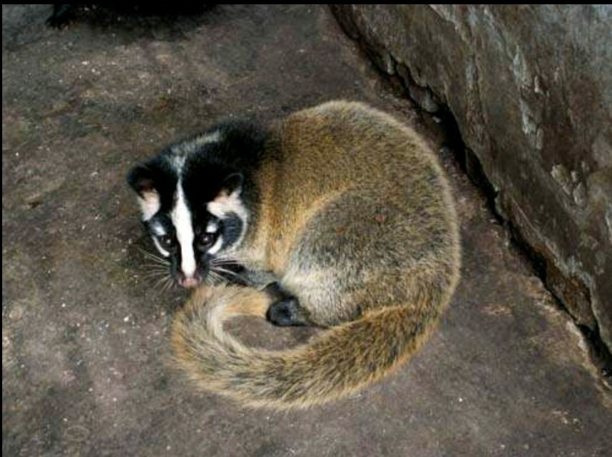 新冠疫情后哪些野生动物交易会被禁止？