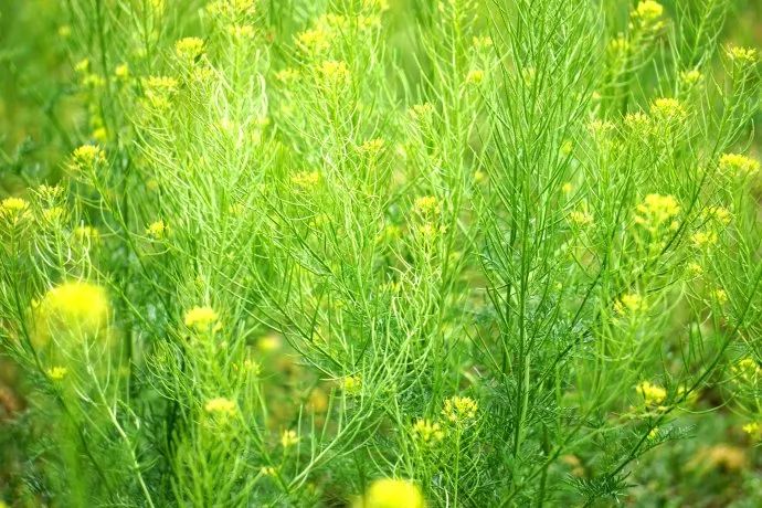 路边常见的中草药植物,路边常见草药视频