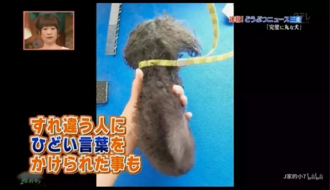 时尚前沿的“贵宾咩咩装”，到底是羊还是狗啊？