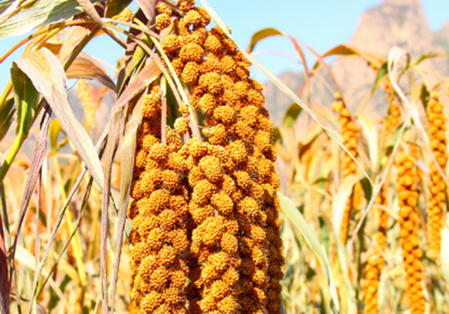 谷子种植：播种方法你知道多少？这里列有几种，来学习一下