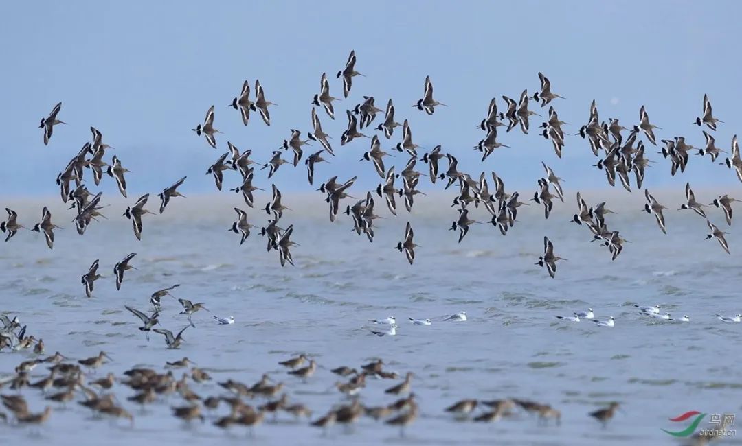 深圳湾在哪里,深圳湾是什么区的