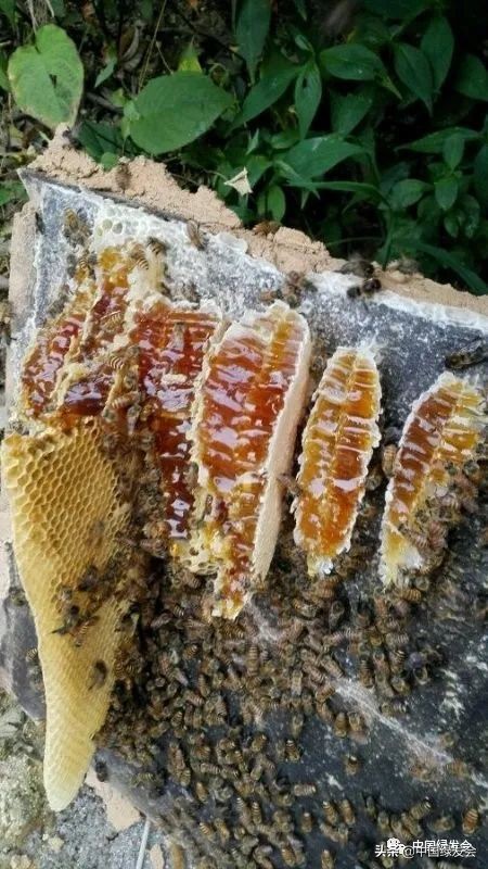 助力蜂农防疫情,拼多多助农战疫的原因