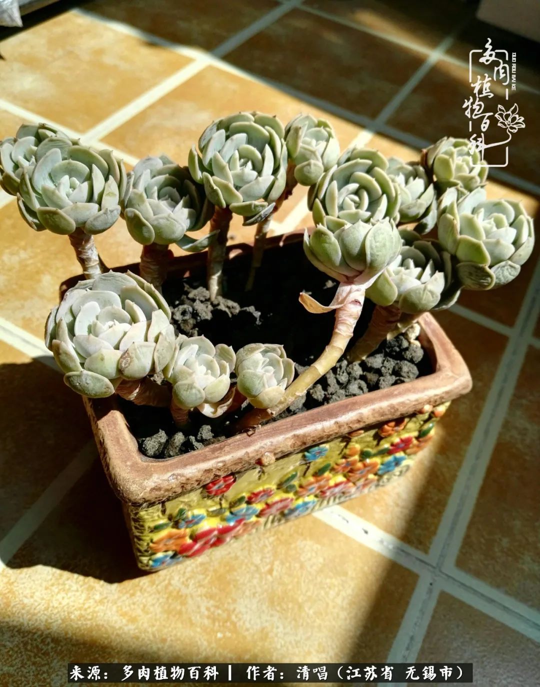 多肉植物百科好看又好养的多肉,喜欢多肉的朋友欢迎光临多肉园艺