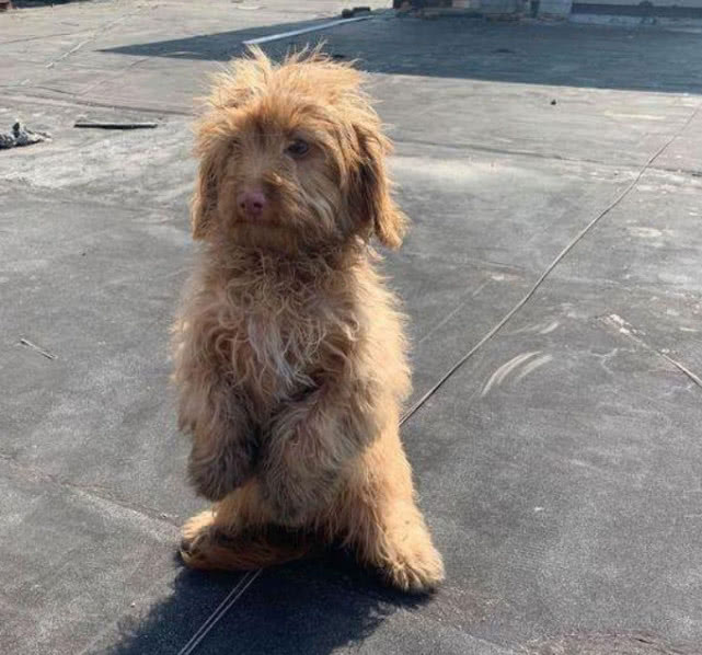 流浪泰迪遇到新主人,流浪泰迪看到人就跑