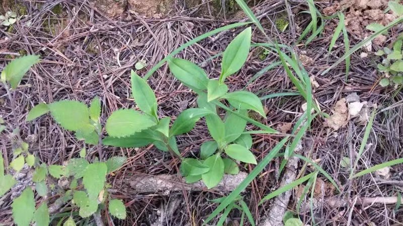 我们的童年时光,我们的童年舞蹈