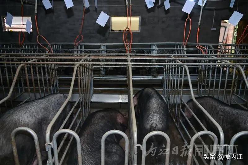 内江黑猪和乌金猪,内江黑猪跟太湖猪是一样吗