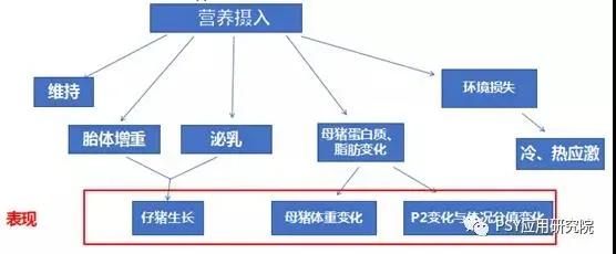 母猪产前一个月流产是怎么回事,母猪1个月流产
