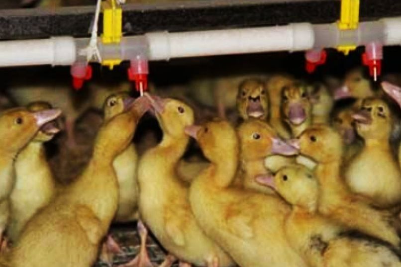 赊苗赊料，管技术包回收，农民不用投钱合作养殖，是馅饼还是陷阱