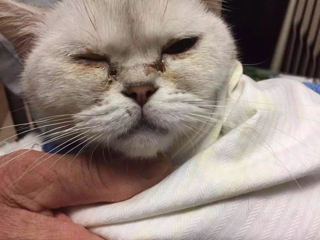 宠物泪痕消管用吗,爱宠的泪痕是怎么回事