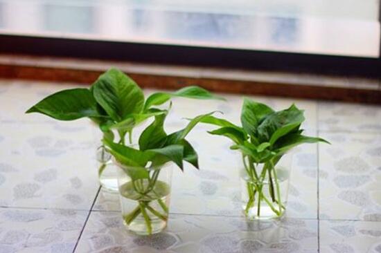 绿萝怎么修剪视频教程,绿萝怎么修剪叶子