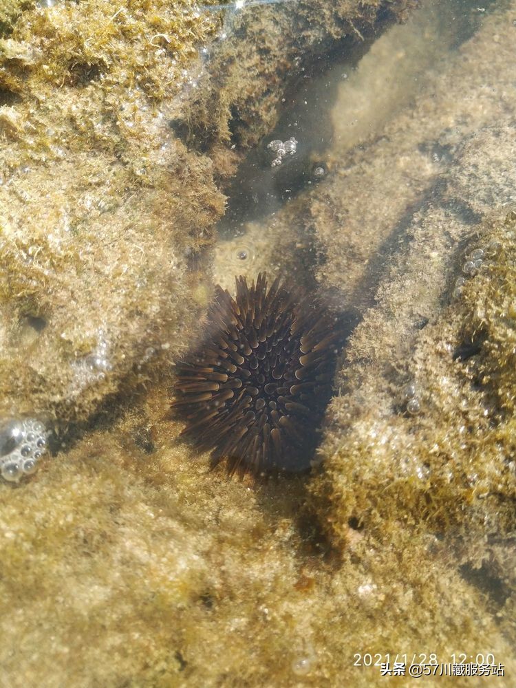 三亚西岛可以骑电瓶车环岛一圈吗,海南岛骑行环岛西线攻略