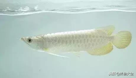 中国最贵的观赏鱼排行榜top10,最贵金龙鱼观赏鱼多少钱一条