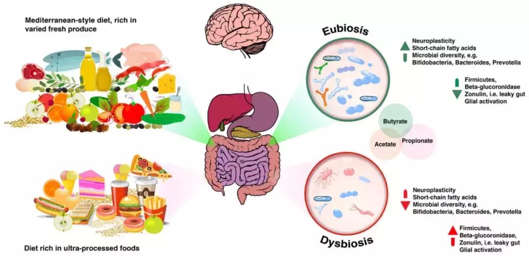 让人着迷的东西,微生物脑肠轴介绍