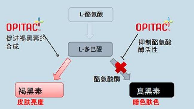 想让皮肤变白做什么美容,想让皮肤变白变嫩