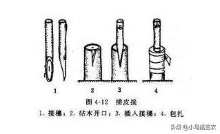 轻松掌握果树嫁接方法，让你也能成为嫁接高手