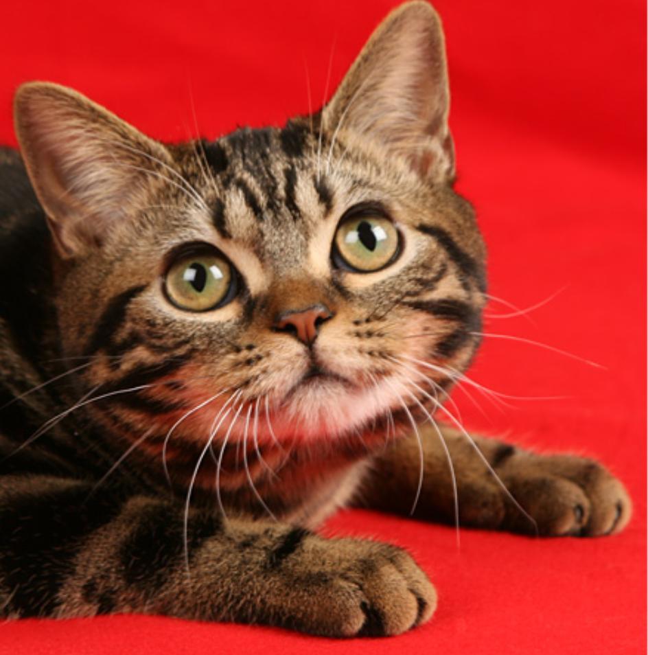 挑选猫咪长相,短毛的猫咪都有哪些品种