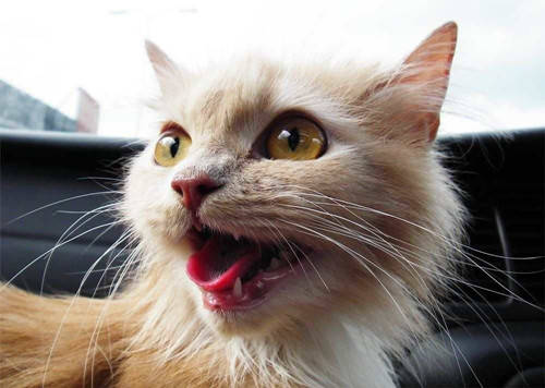 猫咪上火的症状眼睛,猫咪上火有哪些特征