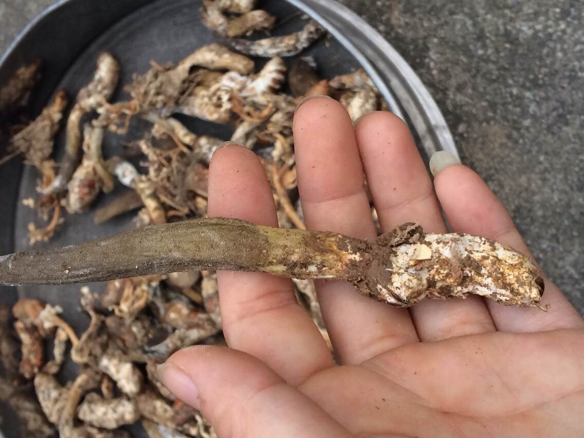 生在竹林中，去年1斤80元，如今已翻4倍，又有“冬虫夏草”走红？