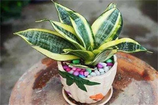 室内放什么植物净化空气最好，十大强力净化空气的植物