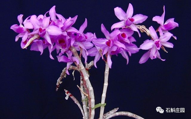 种植石斛兰的正确方法,石斛兰如何种植长得好看