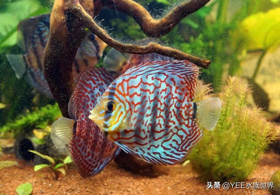 建议穷人养的10种中型热带鱼,超难养的宠物