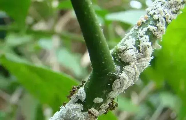 果树蚧壳虫怎么根除4月,果树蚧壳虫最快消除办法