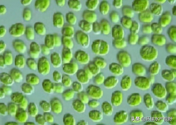 养殖遇到霉变饲料怎么办,养殖后期浓绿藻如何处理