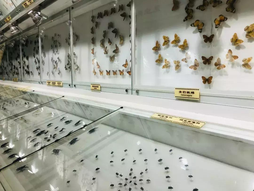 六一儿童节火车,六一快乐专列