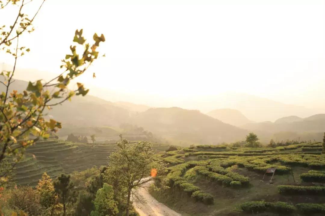 怎样辨别正宗福鼎白茶,怎么鉴别福鼎白茶好坏视频