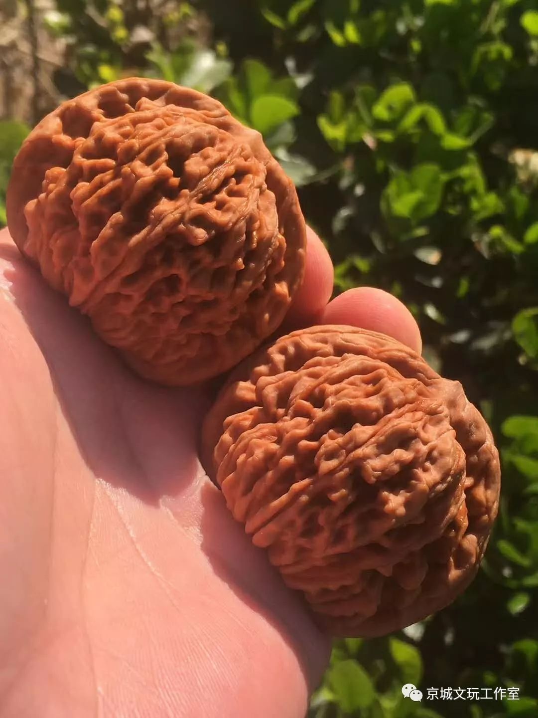 2022目前最火的文玩核桃,最好的文玩核桃品种是哪一种