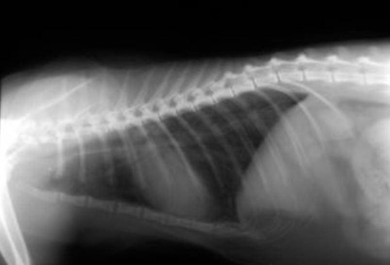 支原体感染家里有猫,猫的支原体感染会传染人吗