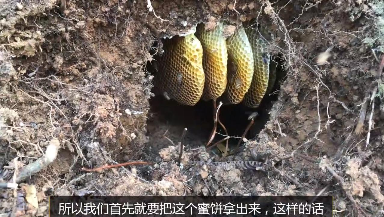 野外地里的蜜蜂怎么收进箱子,野外的蜜蜂怎样收回家里来养