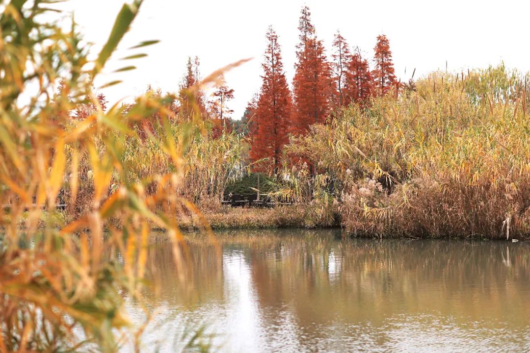 闃虫緞婀栨矙瀹舵禍鐖婇浮,涓轰簡澶ч椄锜规潵鍒伴槼婢勬箹