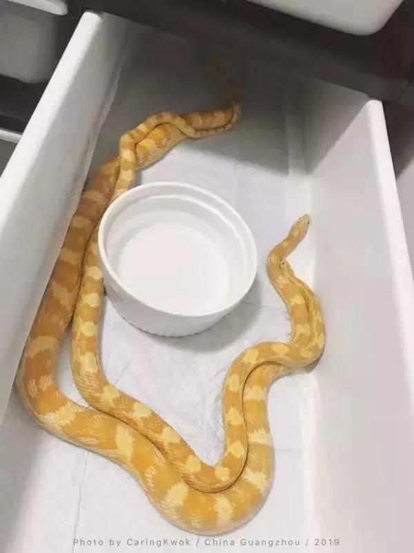 如何让观赏蛇类在人工环境下住得幸福