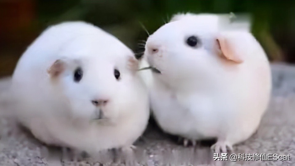 两条毒蛇互相咬会怎么样,两条毒蛇互相咬会毒死吗