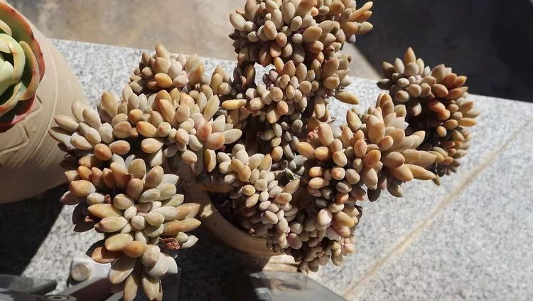 爱机车，爱多肉，宝妈花姐的诗和远方